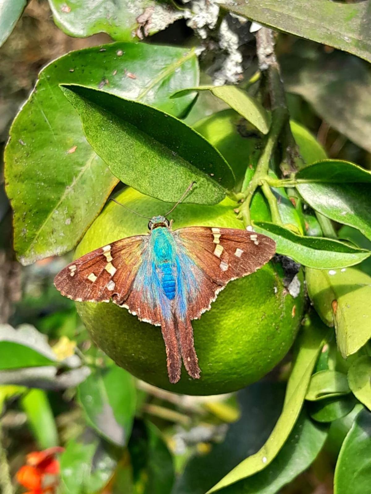 מלון מניזאלס Bosques De La Pradera מראה חיצוני תמונה